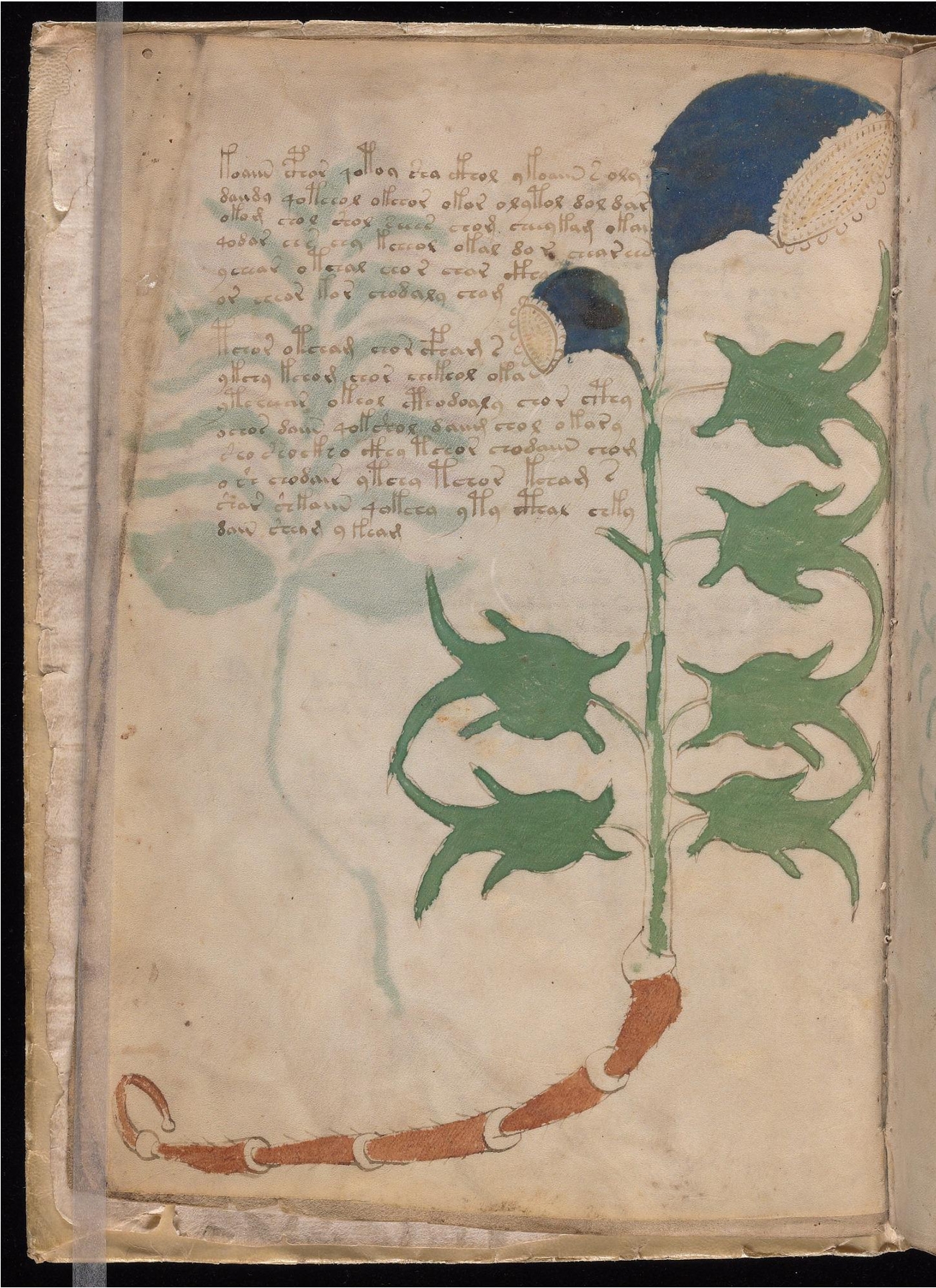 Original manuscript of Folio 3v